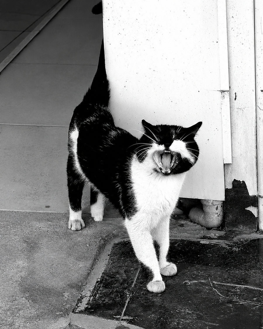 Yawning Tuxedo, black and white tuxedo cat yawning on a city street fine art photography print by Lena Di