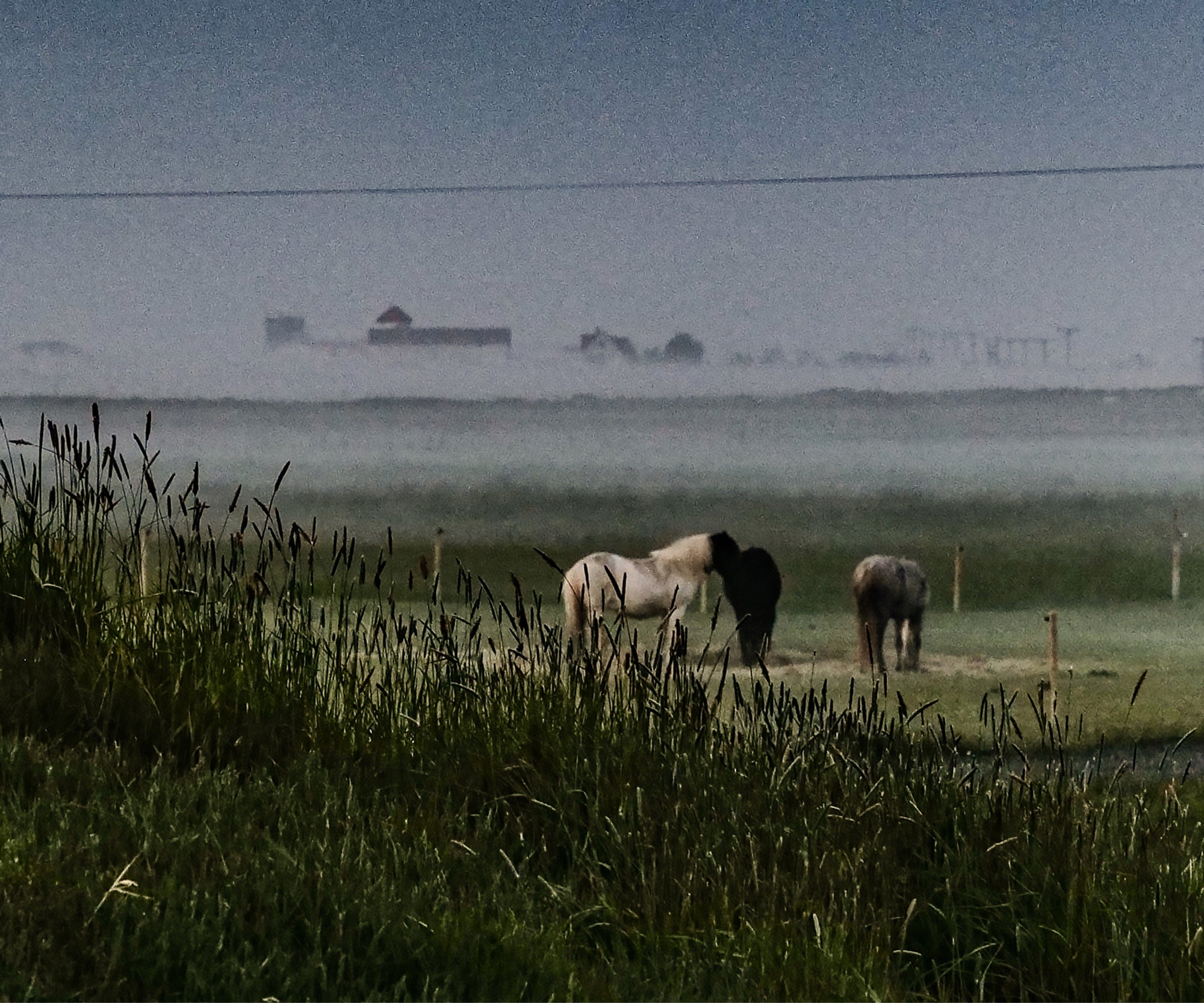 Fog and Horses — unframed artwork