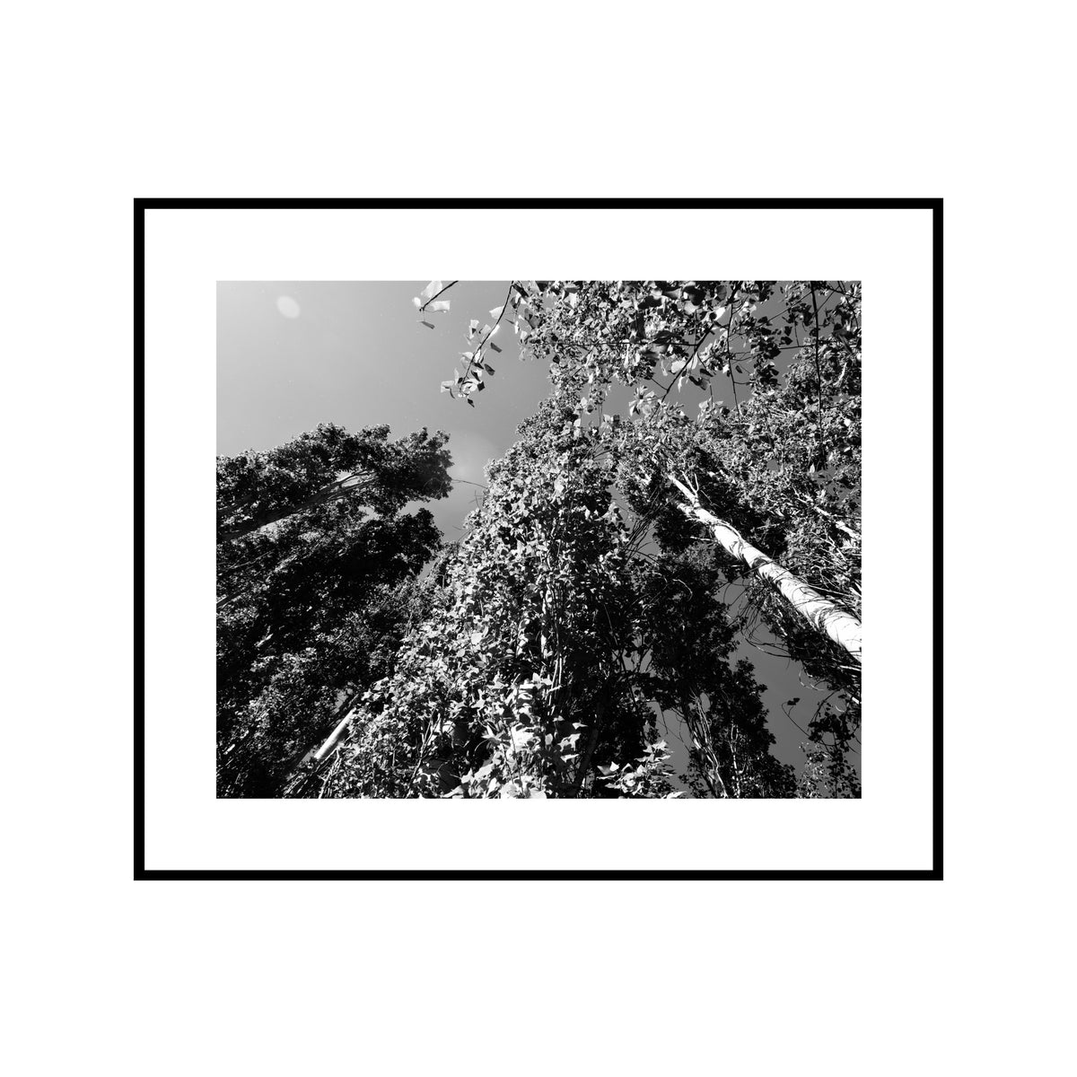 Looking up (Limited Edition)