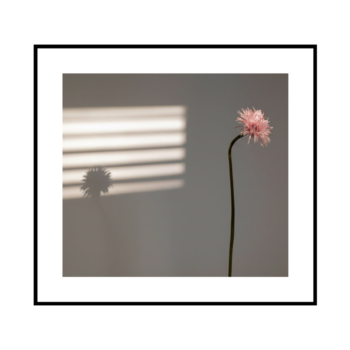 Flower in Morning Light — framed mockup