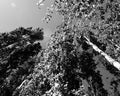 Looking up