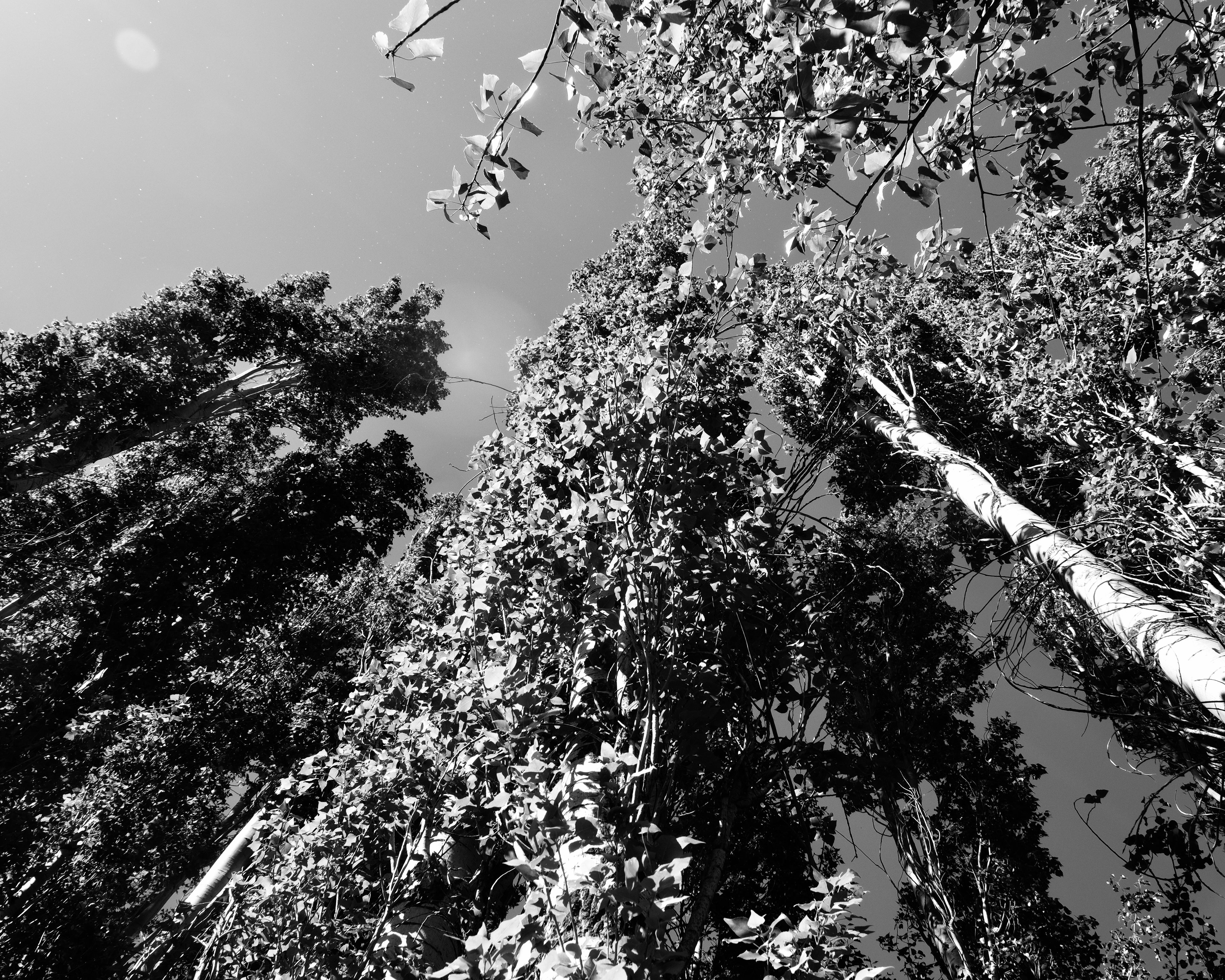 Looking up