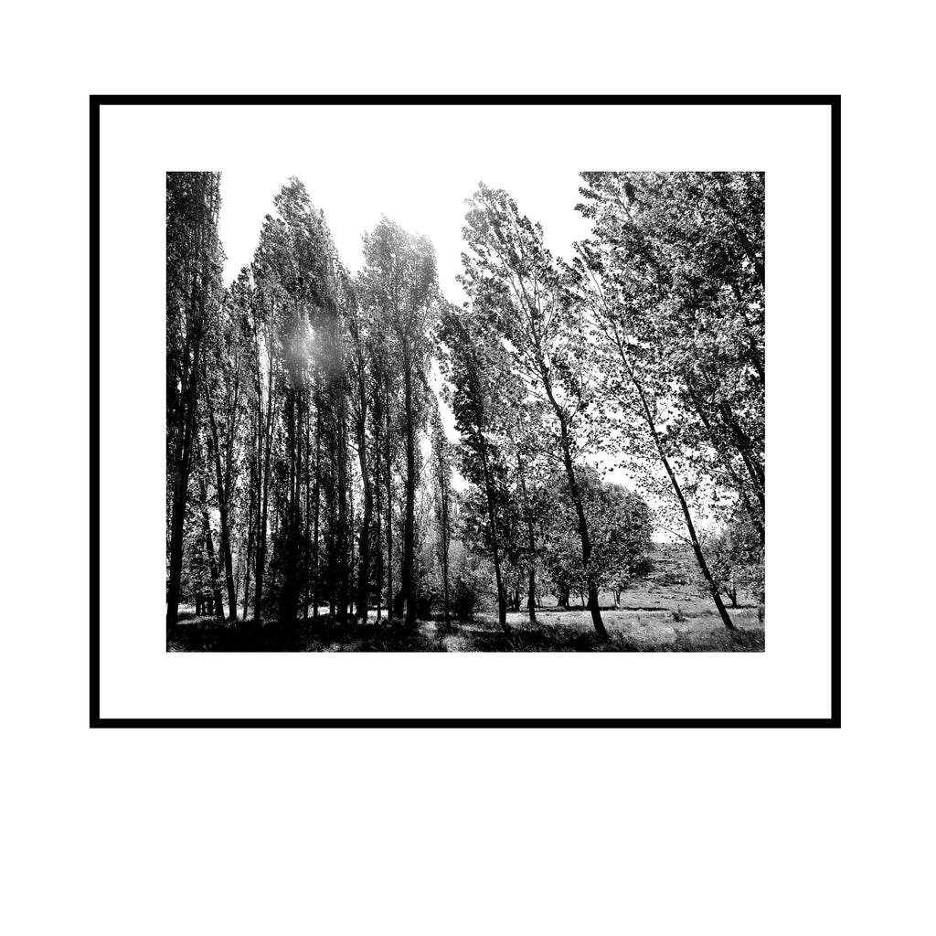 Looking in (Limited Edition)