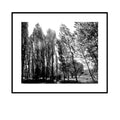 Looking in (Limited Edition)
