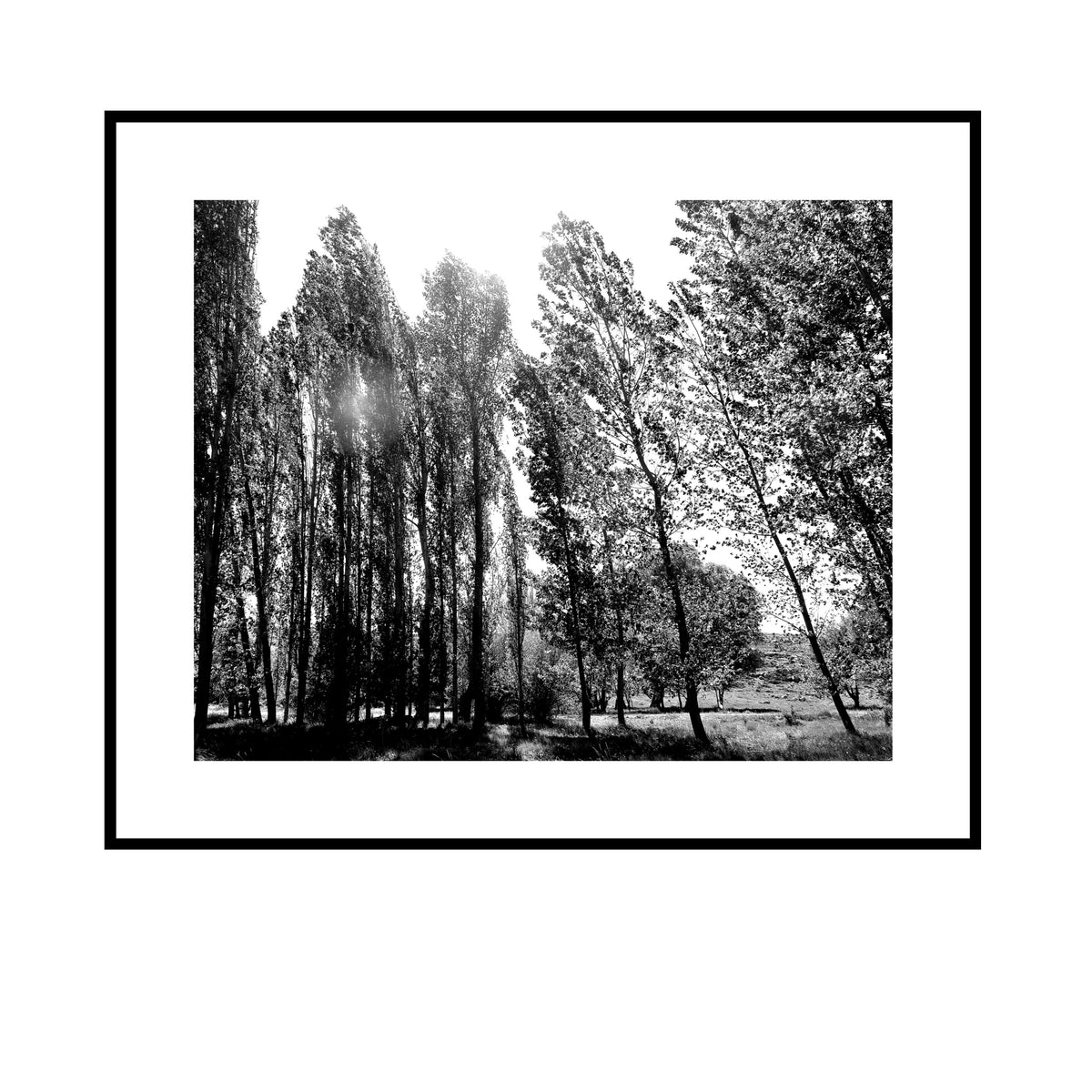 Looking in (Limited Edition)