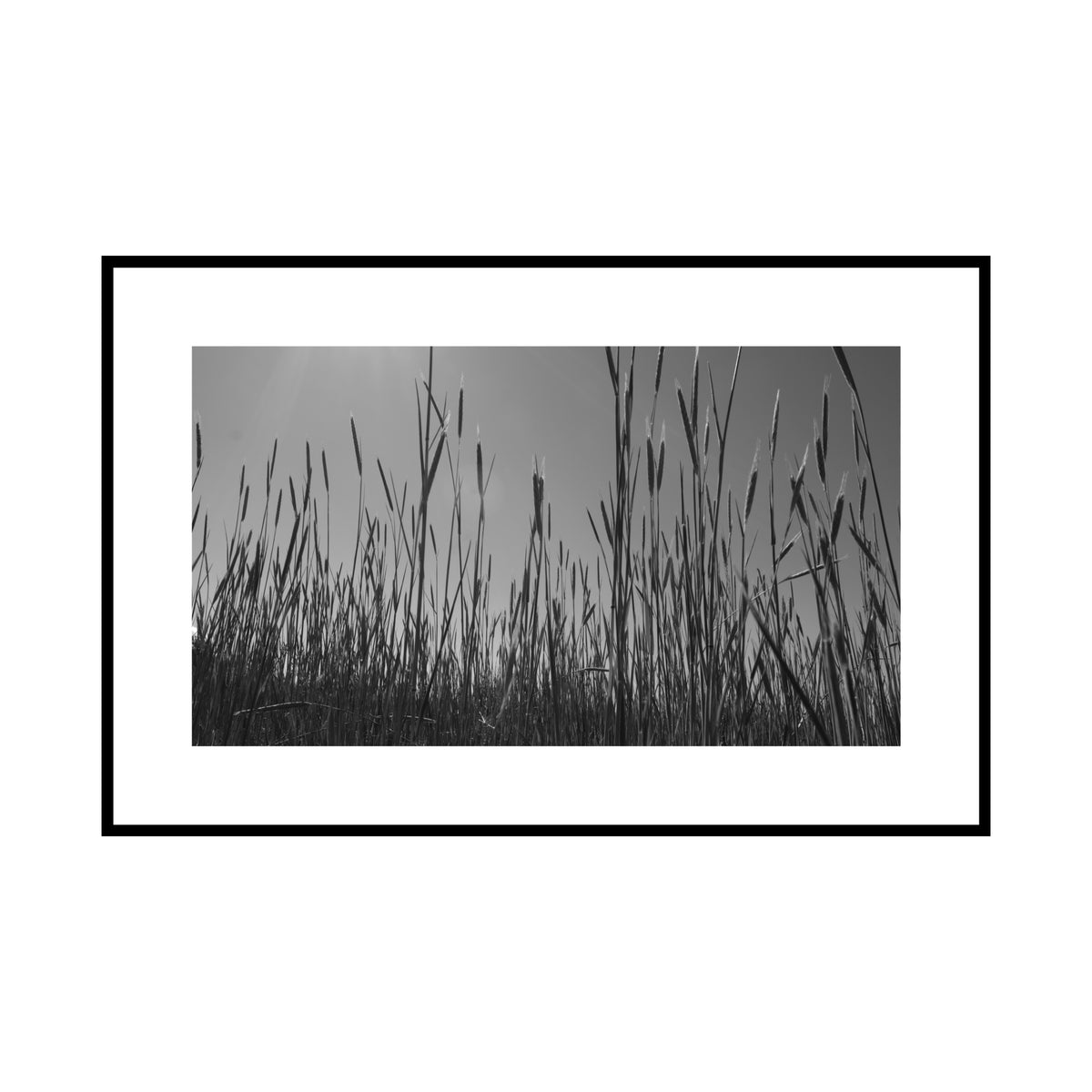 Through the grass (Limited Edition)