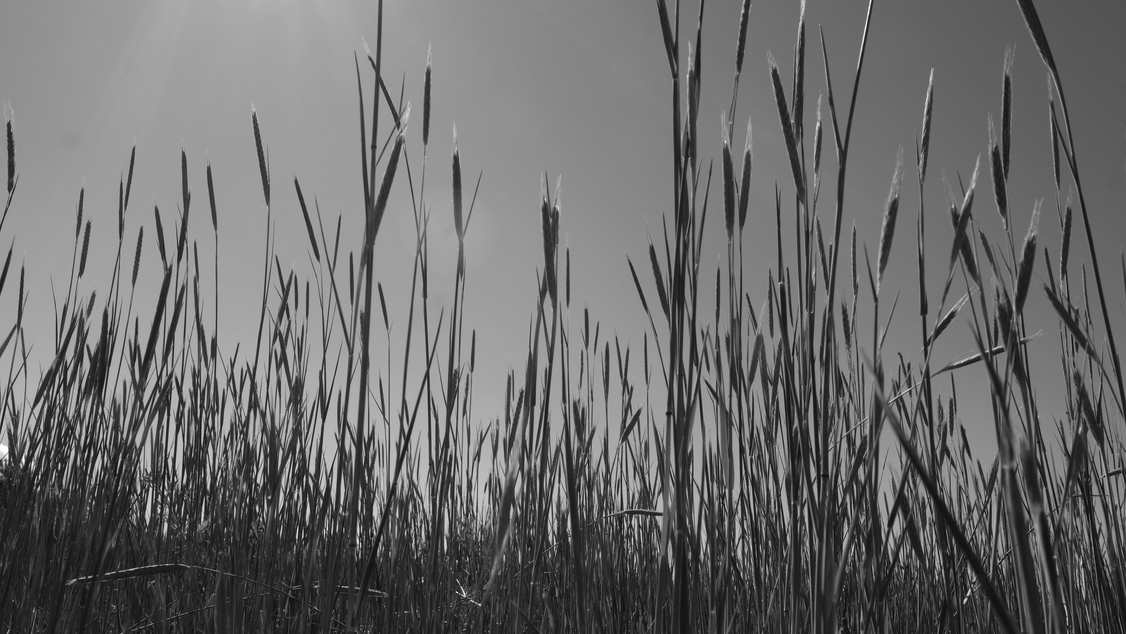 Through the grass