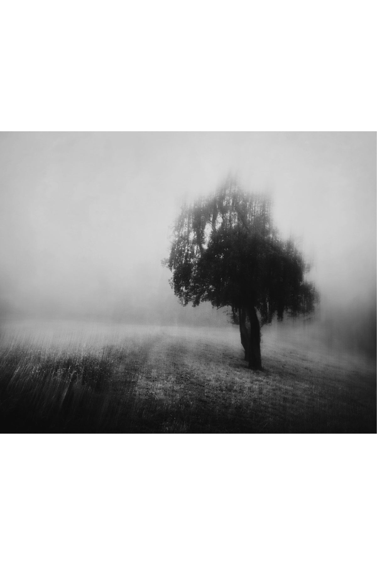 Lone Tree in Fog — unframed artwork