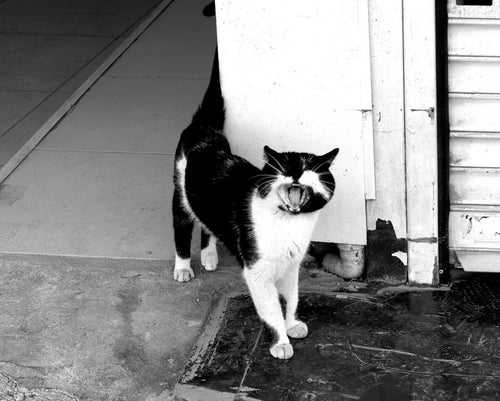 Cat of Ismir by Lena Di, fine art print