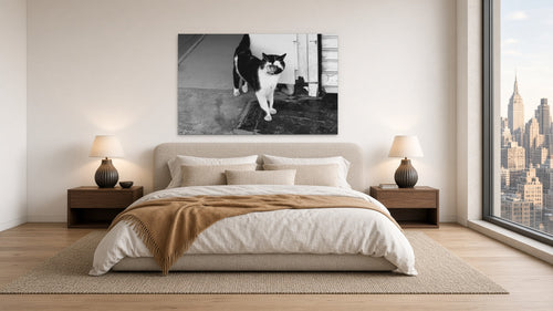 Cat of Ismir by Lena Di, fine art photography print shown in a room