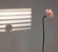 Flower in Morning Light by Lena Di, fine art print