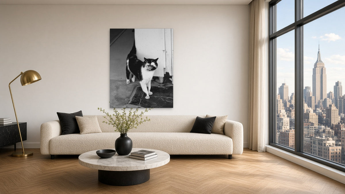 Yawning Tuxedo by Lena Di, fine art photography print shown in a room