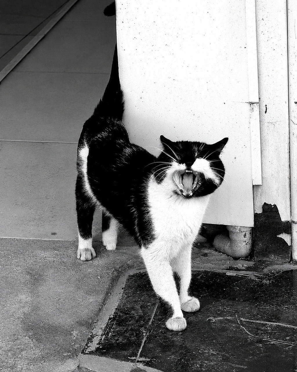 Yawning Tuxedo, black and white tuxedo cat yawning on a city street fine art photography print by Lena Di