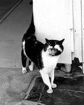 Yawning Tuxedo