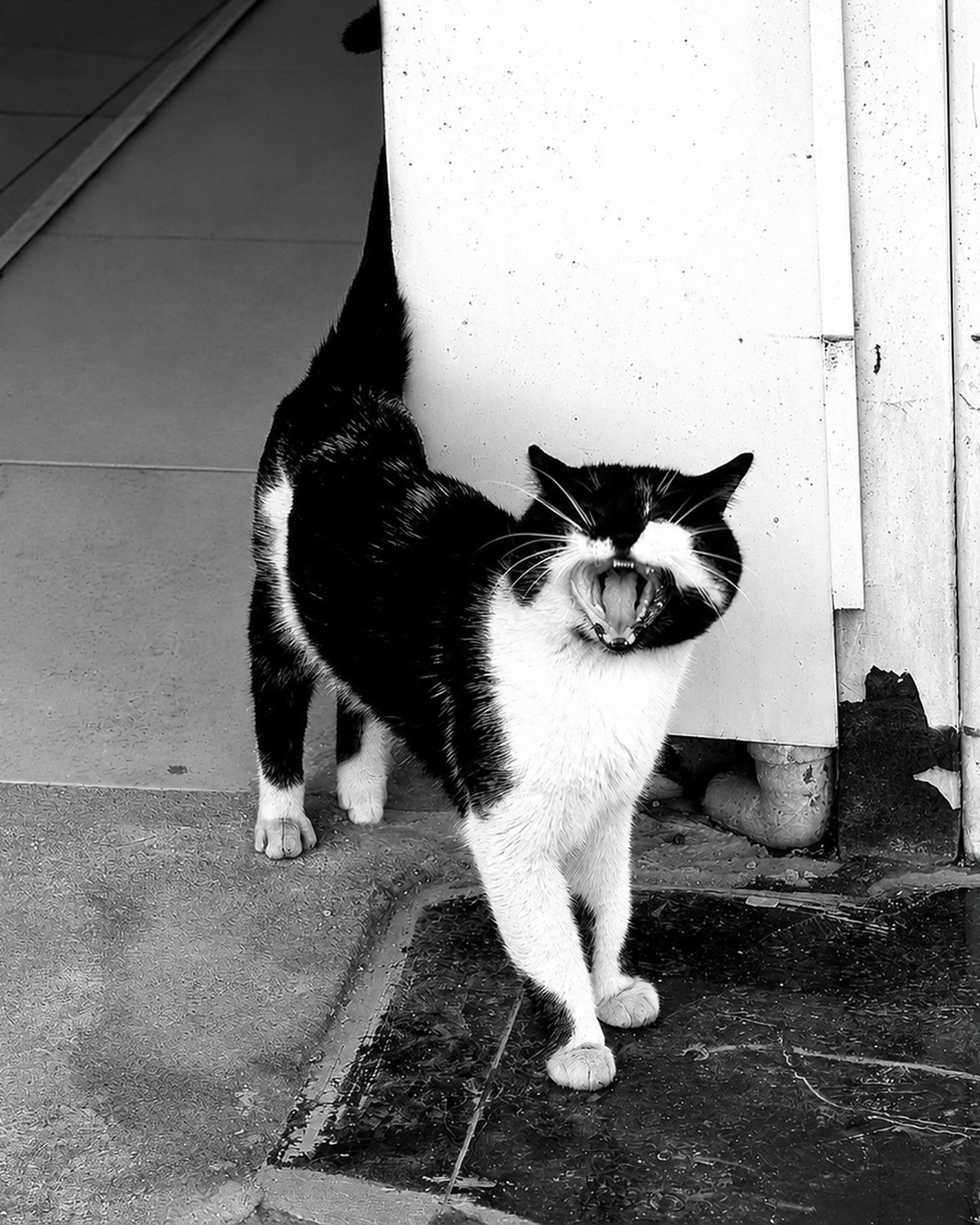Yawning Tuxedo